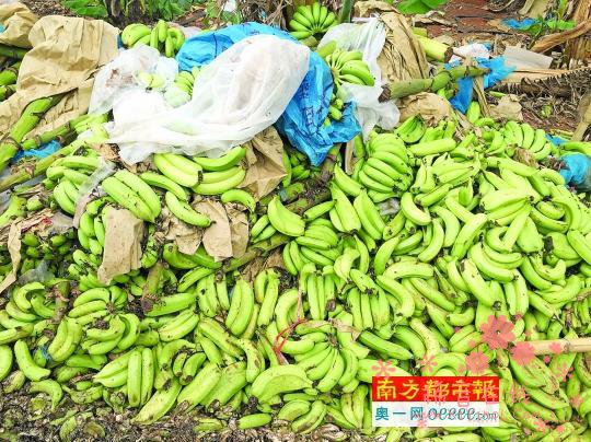 雷州半岛去年台风摧毁蕉田 今年蕉农又遭遇5毛/斤低价