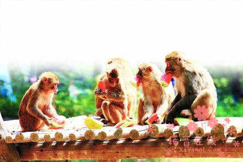 郑州动物园大猩猩吹空调扇降温 每天吃5斤西瓜 