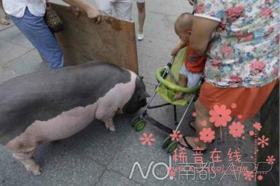 200斤宠物猪被送猪场 折腾一小时不愿离家（图）