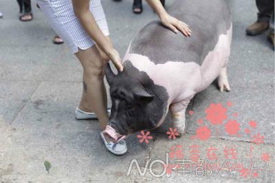 200斤宠物猪被送猪场 折腾一小时不愿离家（图）