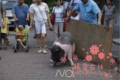 200斤宠物猪被送猪场 折腾一小时不愿离家（图）