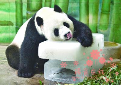 武汉动物避暑有“凉”方 熊猫抱冰块猴子吃绿豆冰棒