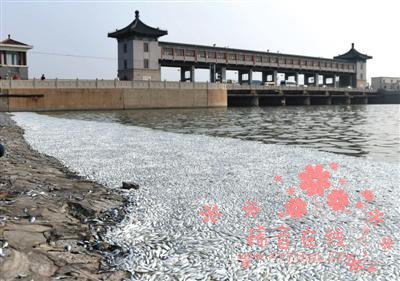 天津海河死鱼河段未检出氰化物