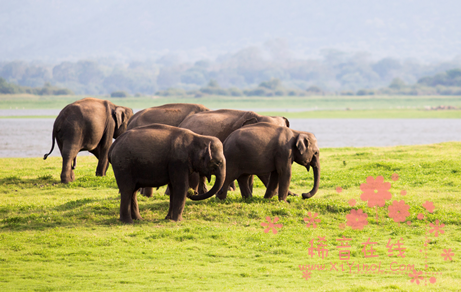 世界动物保护协会报告显示：游客骑乘大象呈蔓延趋势