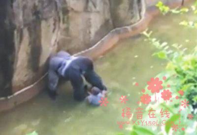 公园射杀大猩猩救男孩 网友要求男孩父母负责