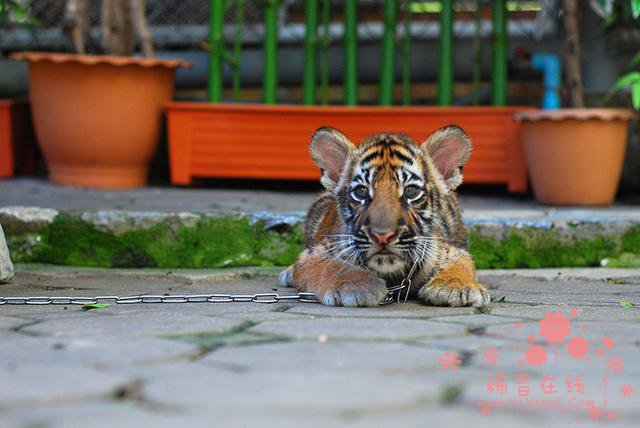 国际动物慈善机构揭露泰国与老虎合影旅游业真相
