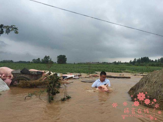 南方水灾死亡畜禽调查：数万头“洪水猪”去哪了？