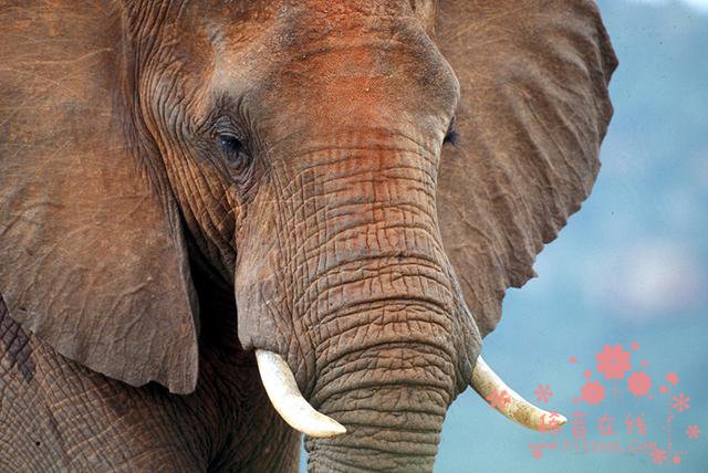 野生动物生死攸关 南非召开第十七届CITES缔约方大会
