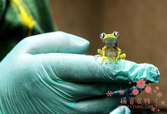 英动物园仿造热带雨林环境 成功培育出濒危青蛙