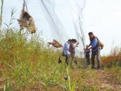国家林业局赴津冀督导候鸟保护 天津解救3000只鸟