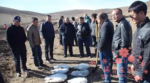 内蒙古正蓝旗洪图淖尔天鹅被毒杀案7名嫌犯落网