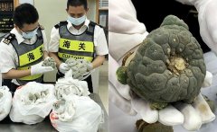 深圳海关连续查获“无刺仙人掌”银冠玉入境案件：有致幻风险