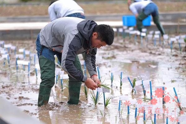 迪拜酋长看上袁隆平这项研究，要在沙漠建绿洲